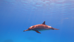 einzelner Delfin schwimmt im türkisblauen Meer