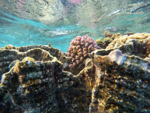 Korallenriff im roten Meer