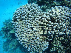 Korallenriff im roten Meer