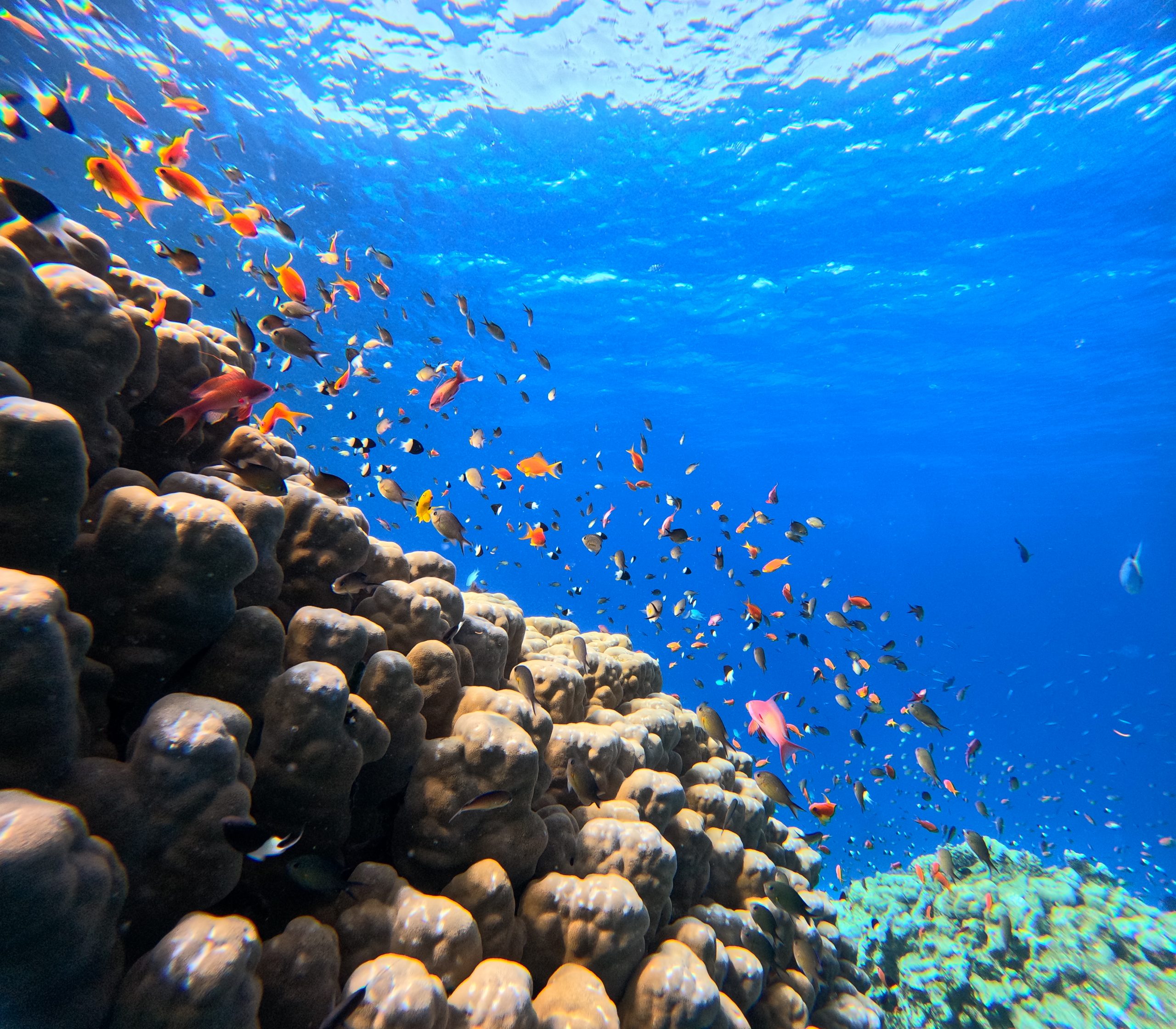Korallenriff mit kleinen orangen Fischen im roten Meer